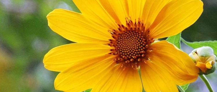 責任之花（用花語傳遞責任感——白色康乃馨）