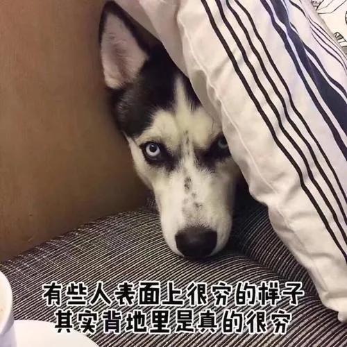 養(yǎng)一只狗，到底要花多少錢？